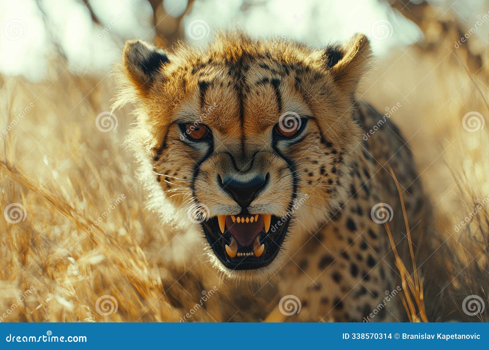 a dangerous hybrid animal with a lion's head and cheetah's body attacks a human in the african savanna